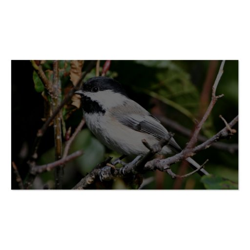 Black-capped chickadee business card (back side)