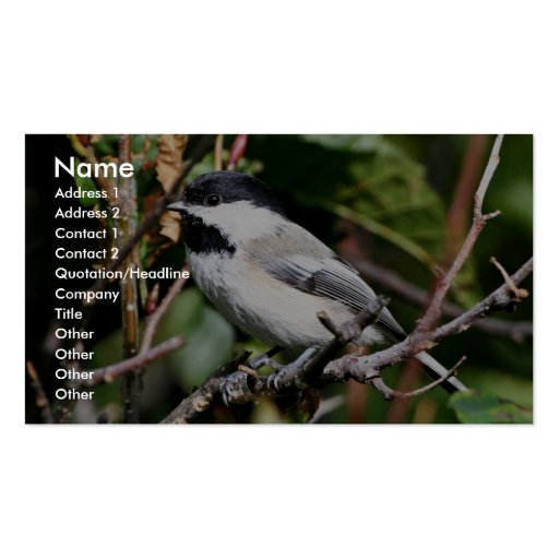 Black-capped chickadee business card (front side)