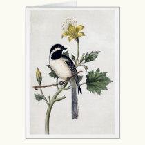 Black-capped Chickadee cards