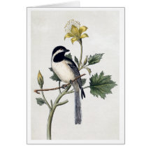 Black-capped Chickadee Cards
