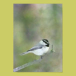 Black Capped Chickadee Digital Painting posters