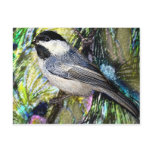 Black-Capped Chickadee from Junglewalk.com Black-Capped Chickadee from Junglewalk.com