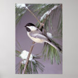Black-capped Chickadee ? gray background Posters