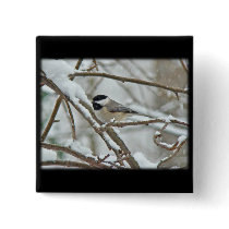 Black-Capped Chickadee in Snow Storm Pinback Buttons