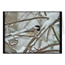 Black-Capped Chickadee in Snow Storm Greeting Cards