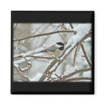 Black-Capped Chickadee in Snow Storm Magnets