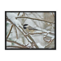 Black-Capped Chickadee in Snow Storm Postcard