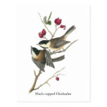 Black-capped Chickadee, John Audubon Post Card