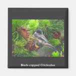 Black-capped Chickadee Magnet