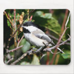 Black-capped chickadee mouse pads