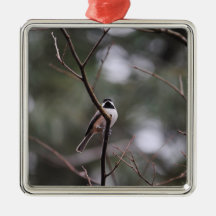 Black Capped Chickadee on Branch Ornament