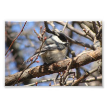 Black Capped Chickadee Photo Art