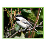Black-capped chickadee postcards