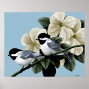 Black Capped Chickadee Posters and Prints print