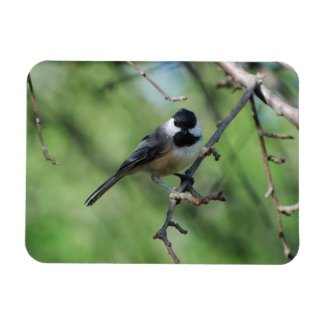 Black-capped Chickadee