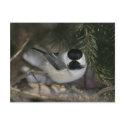 Black Capped Chickadee Wildlife Series #3 Postcard