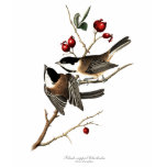 Black-capped Chickadee Women's T-shirt t-shirts by chartingnature Black-capped Chickadee Women's T-shirt t-shirts