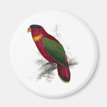 Black-Capped Lory by Edward Lear Refrigerator Magnets