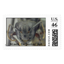 Black Carpenter Ant Postage Stamps