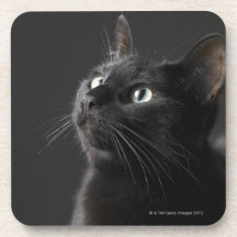 Black cat against black background, close-up coasters