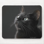 Black cat against black background, close-up mouse pads