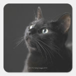 Black cat against black background, close-up square sticker