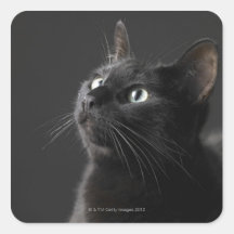 Black cat against black background, close-up square sticker