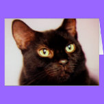 Black Cat All Occasion Card cards