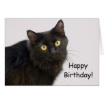 Black Cat Birthday Card by Focus for a Cause