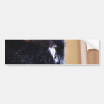 Black Cat Bumper Sticker