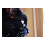 Black Cat Greeting Card