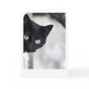 Black Cat cards