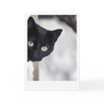Black Cat