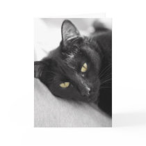 Black cat cards