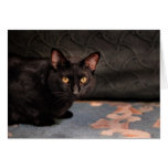 Black Cat Classic Photo Greeting Card cards