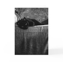 Black Cat Comfy Greeting Cards