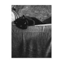 Black Cat Comfy Postcards