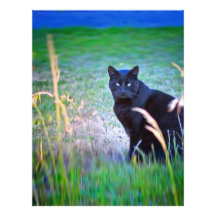 Black Cat Customized Letterhead
