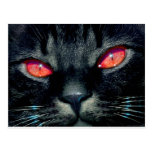 Black Cat Eyes Postcard