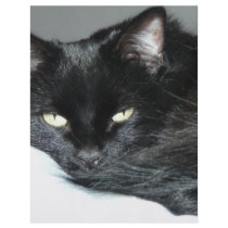 black cat flyers