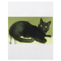 BLACK CAT CUSTOM FLYER