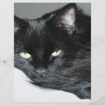 black cat flyer