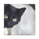 Black Cat Fridge Magnet