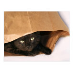 Black cat in a bag postcard