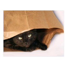 Black cat in a bag postcard