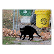 Black cat in Autumn Digital Art cards