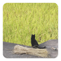 Black Cat in Rice Paddy Square Stickers