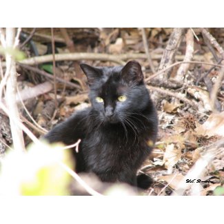 Black Cat in Winter print