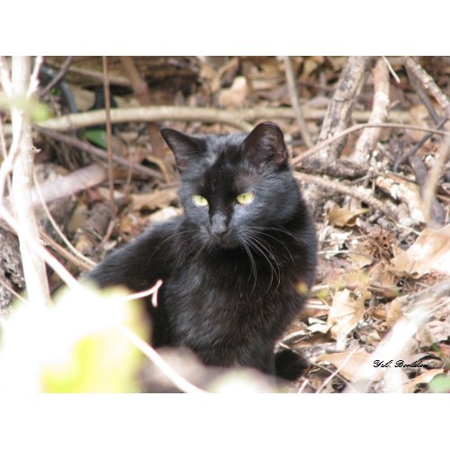 Black Cat in Winter print