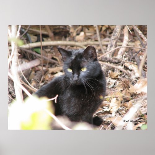Black Cat in Winter print